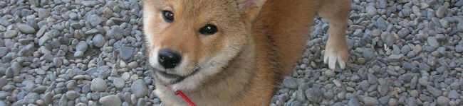 ＡＫＥＫＯ's header image