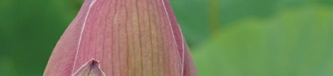 Remee's header image