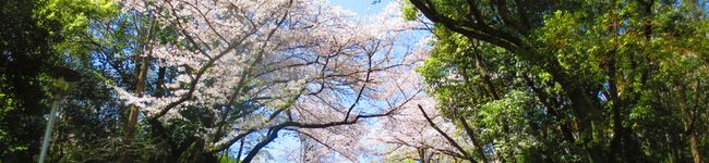 つちのこくん's header image