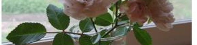 chibi-usagi's header image