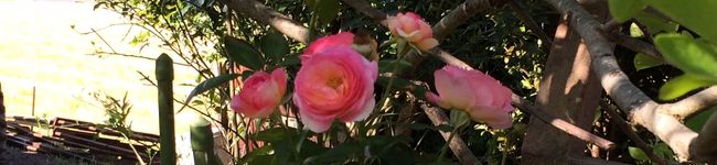 shamneko39's header image