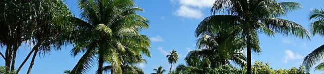 MKKNO's header image