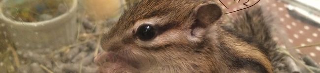シマリスmogさん♀'s header image