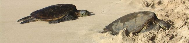 ゆきるだま's header image