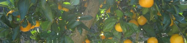 natutumama's header image