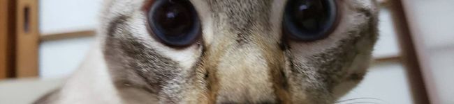 ☆chimappy☆'s header image