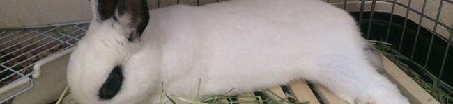 ☆あさ's header image