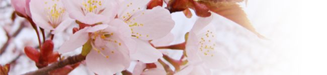 たれみー's header image