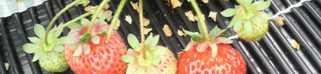 はーるるん's header image