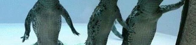 はわに〜's header image