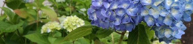 りんこりんママ's header image