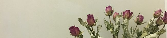 miotaso's header image