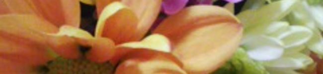 ｱﾗｲｸﾞﾏ's header image