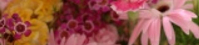SAKUYUKI's header image
