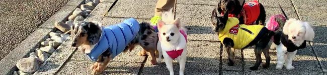 ふふとべべ's header image