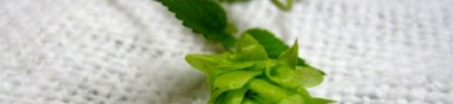 £bergamot£'s header image