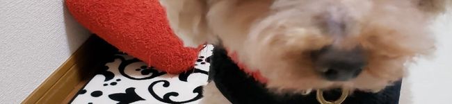 mickey♥ラブ's header image