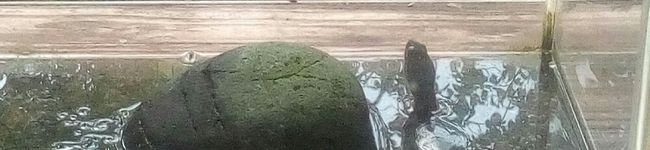 クックカメtama☆'s header image