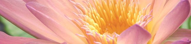 bps's header image