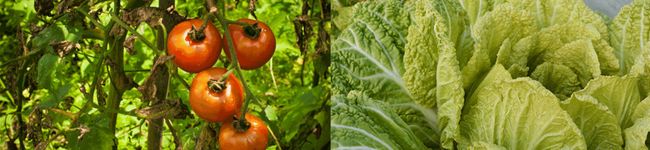 ayacoco.y's header image