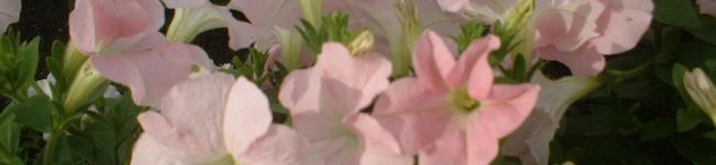 さっこまま's header image