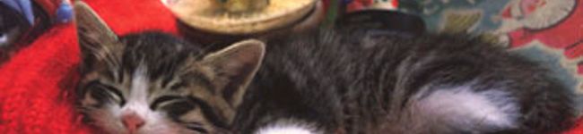 魅夕樹's header image