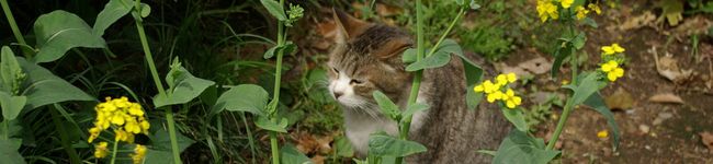 mamacat's header image