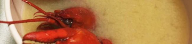 tabetekujy's header image
