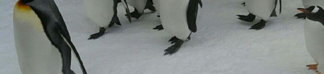 クック5R42P2☆'s header image