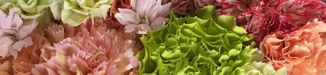 hapipip's header image