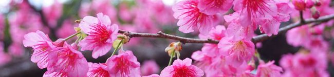 yukiho91's header image