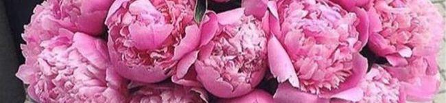 morisaeco's header image