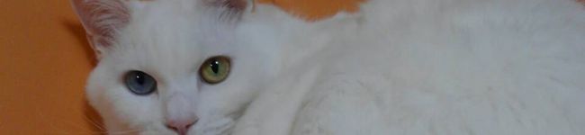 Yurika☆I's header image