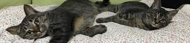 minche's header image
