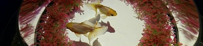 Wull's header image