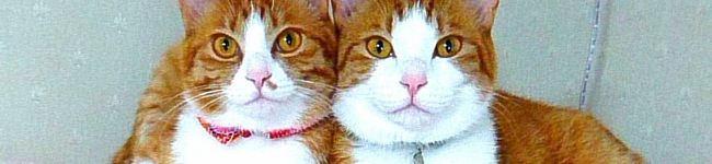 MAKI＊mämä's header image
