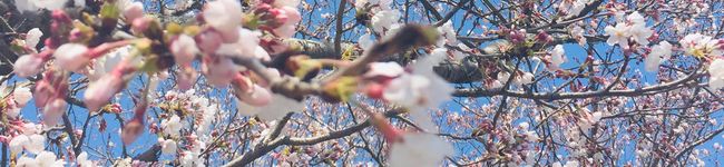 kimidori_5's header image
