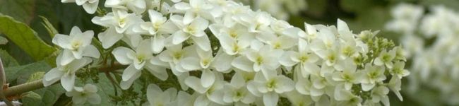 由紀ぽん's header image