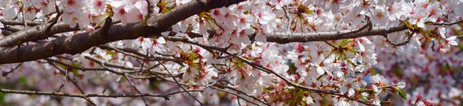 yuan_'s header image