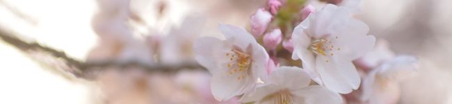 はっすん。料理見習い's header image