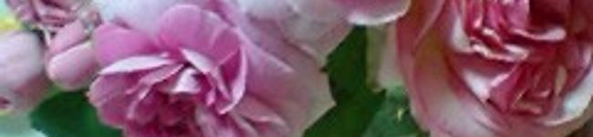 しろつめの花's header image