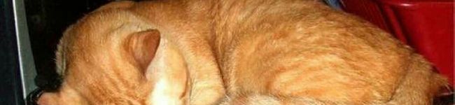ミソジ独身崖っぷち's header image