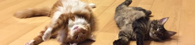 miuu☆'s header image