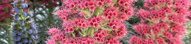 sakupiママ's header image