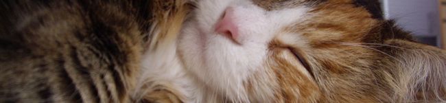 裏チキン's header image