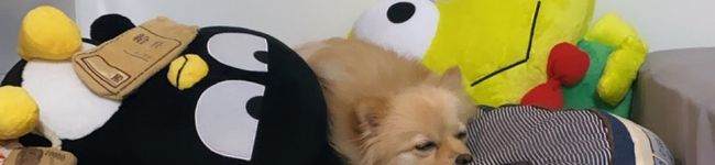 たぬりんママ's header image