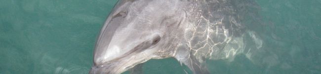 kiwi1207's header image