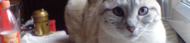emingway7's header image