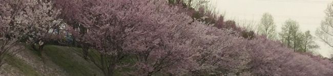 うめ吉＊'s header image