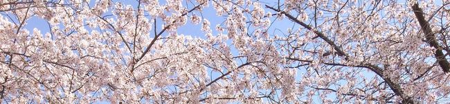 〜はる〜's header image